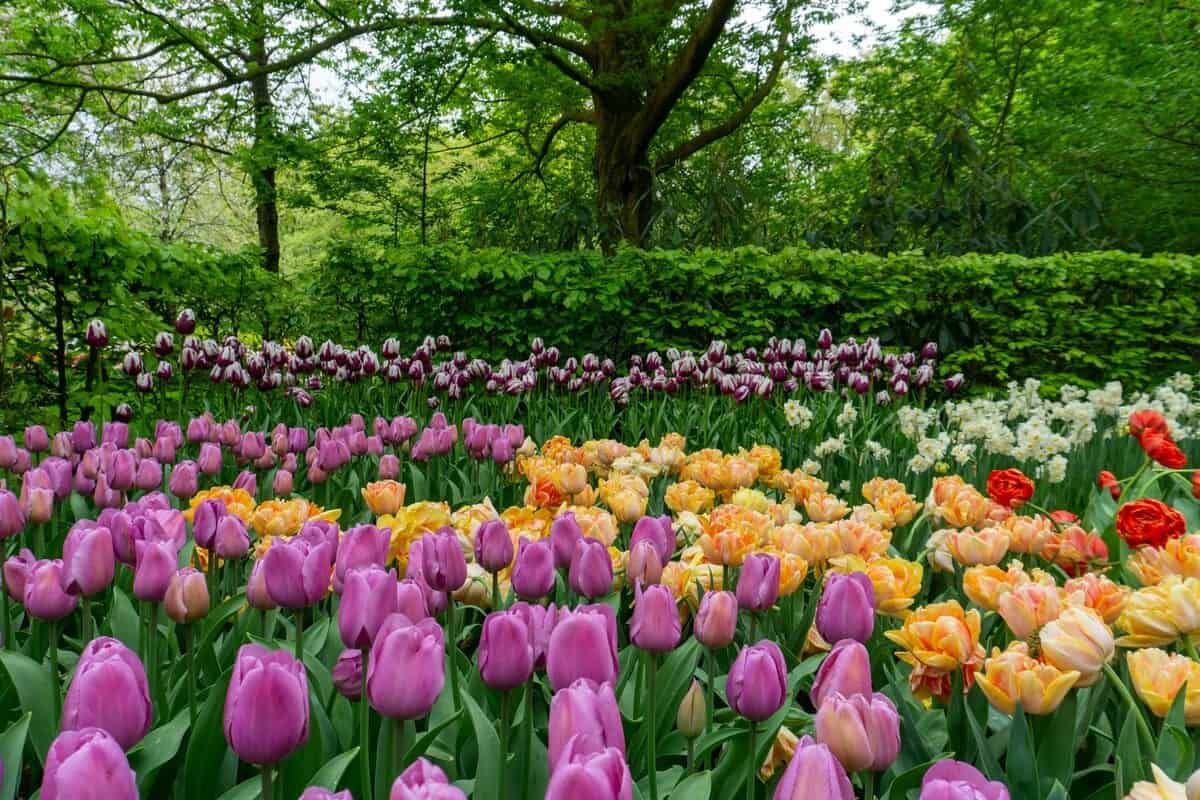 Tulips in a park in Amsterdam, Netherlands